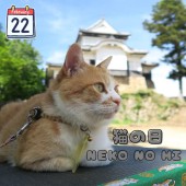 Học cách thể hiện tình yêu và đặt tên cho mèo bằng tiếng Nhật